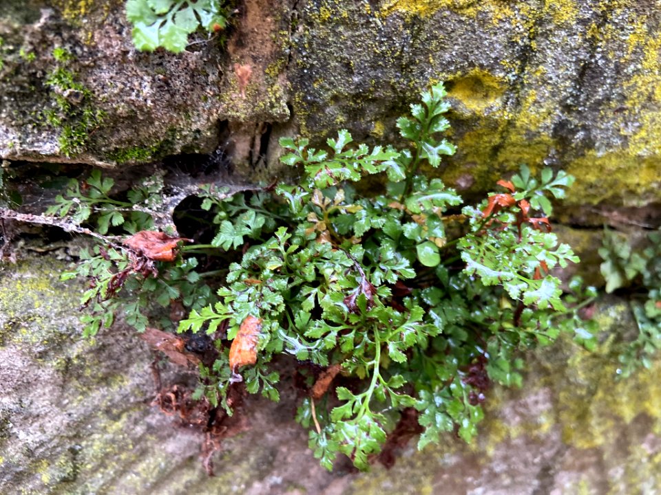 Asplenium ruta-muraria 101598046