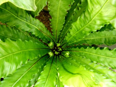 Asplenium nidus Osaka