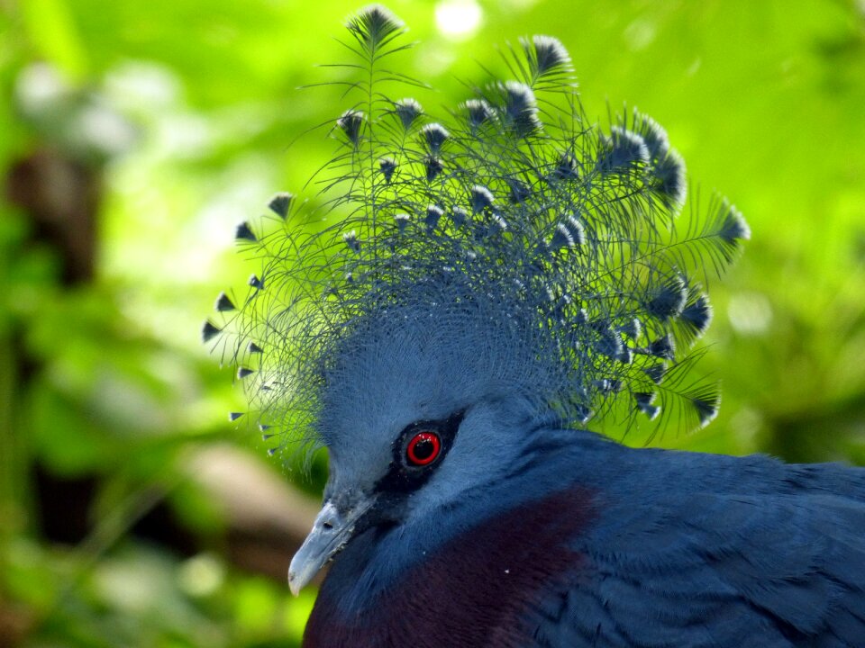 Feather animal standing
