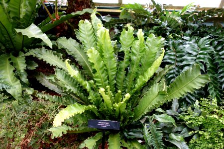 Asplenium nidus (Asplenium antiquum) - Longwood Gardens - DSC01159