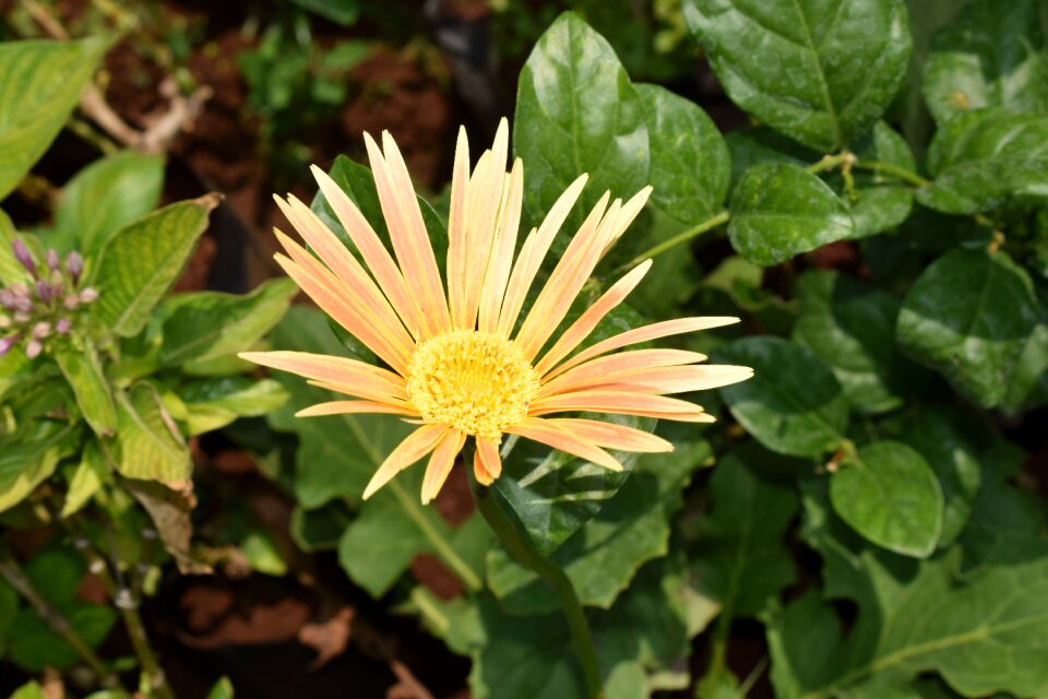 Daisy flowers yellow summer meadow