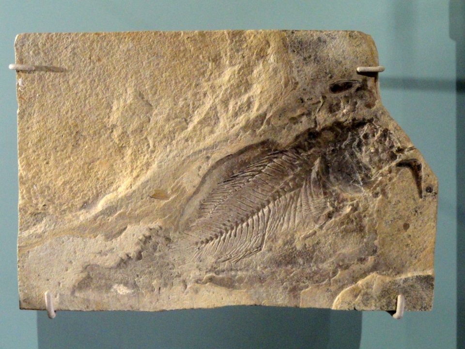 Asineops squamifrons, Sweetwater County, Wyoming - Natural History Museum of Utah - DSC07155