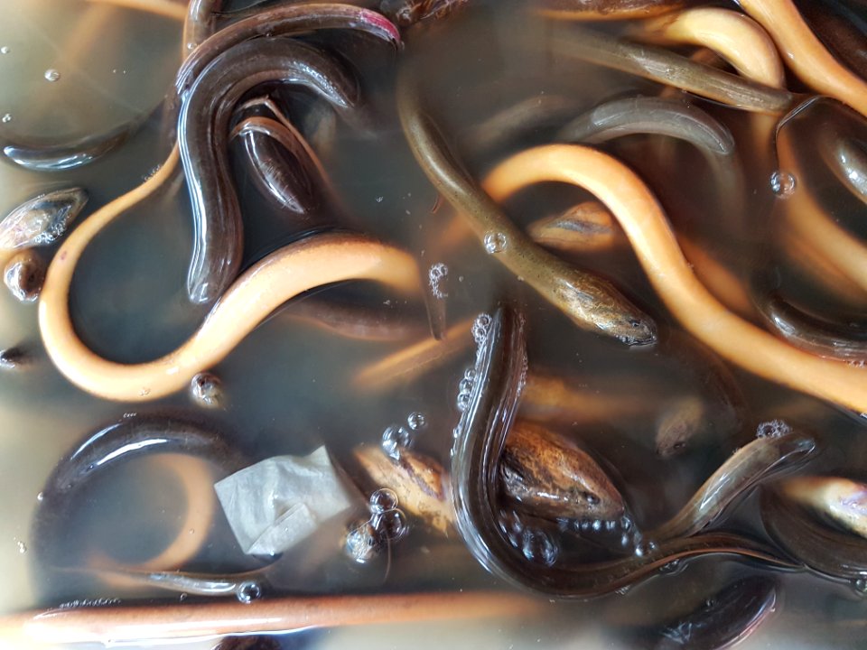 Asian swamp eel (Monopterus albus) at a restaurant in Mindanao, Philippines 04