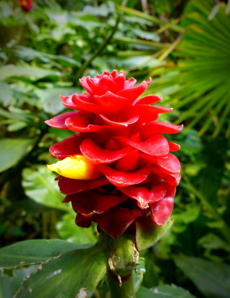 Flower of the bearded kostwurz red velvet ginger costus barbatus