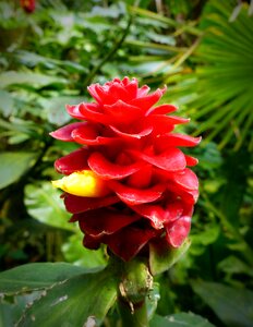 Flower of the bearded kostwurz red velvet ginger costus barbatus