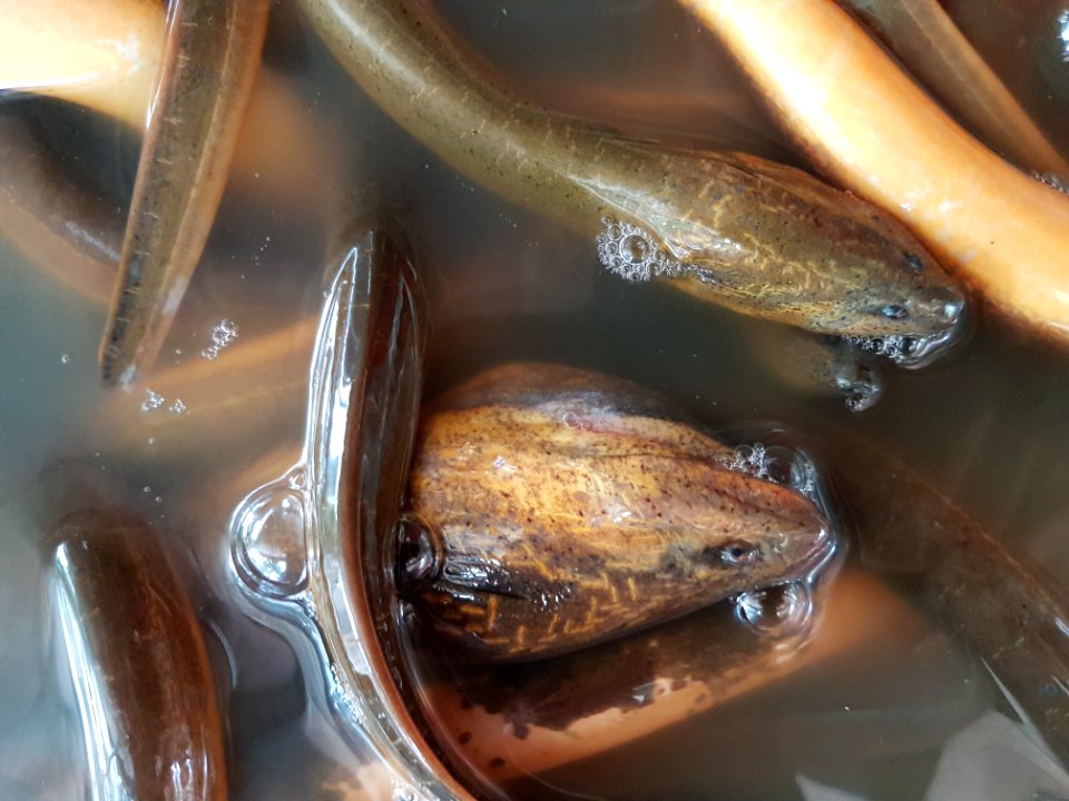 Asian swamp eel (Monopterus albus) at a restaurant in Mindanao, Philippines 01