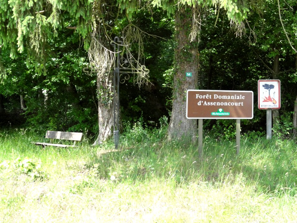 Assenoncourt (Moselle) forêt domaniale d'Assenoncourt, du côté de Desseling