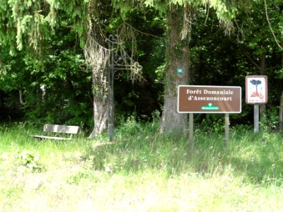 Assenoncourt (Moselle) forêt domaniale d'Assenoncourt, du côté de Desseling