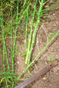 Asperge(00)a