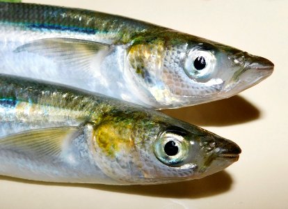 Atherinopsis californiensis pair