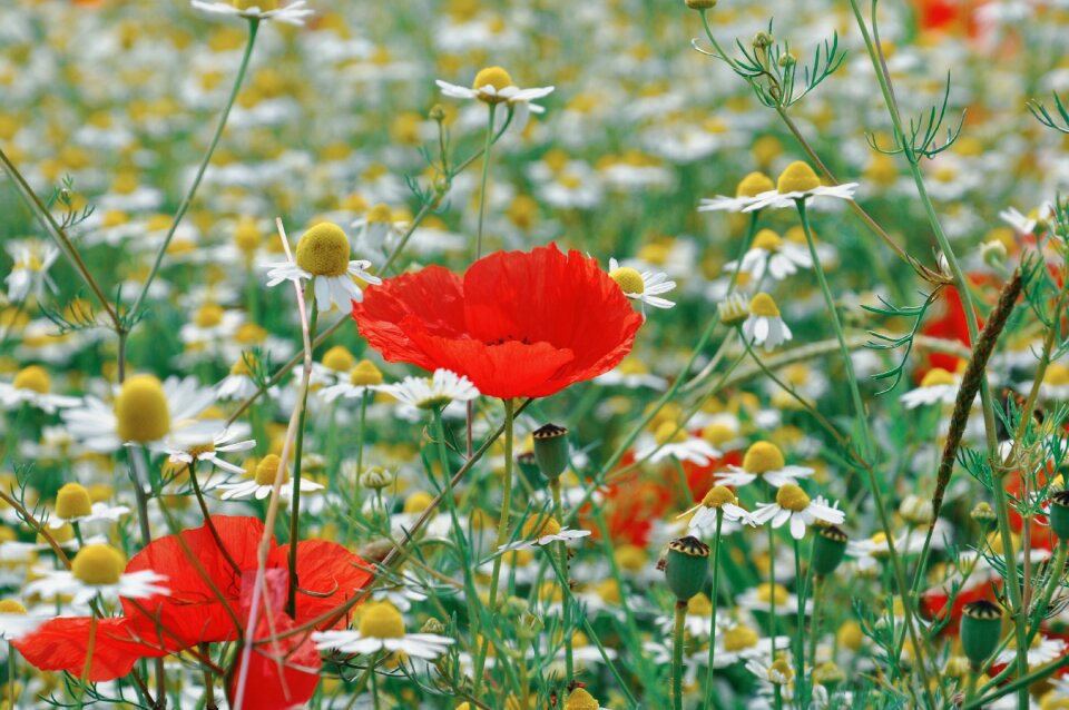 Wheat summer red