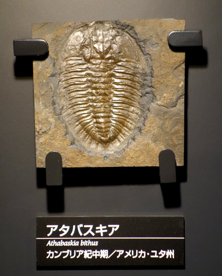 Athabaskia bithus - National Museum of Nature and Science, Tokyo - DSC07753