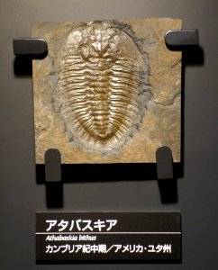 Athabaskia bithus - National Museum of Nature and Science, Tokyo - DSC07753