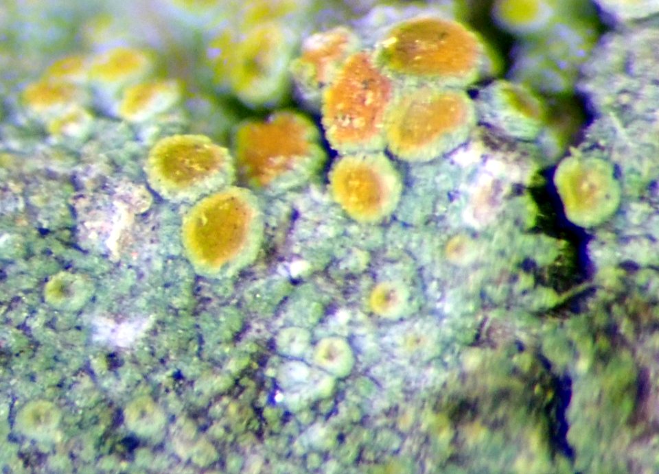 Athallia cerinelloides 111552993