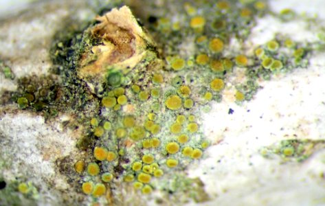 Athallia cerinelloides 111552970