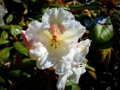 Rhododendron white nature photo