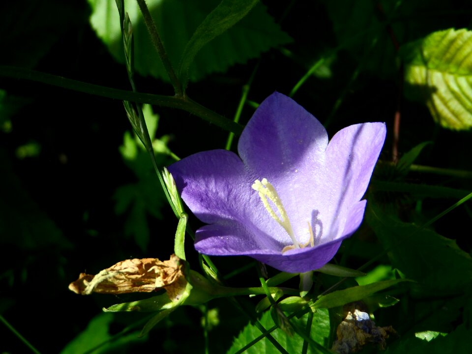 Violet cauliflower bloom