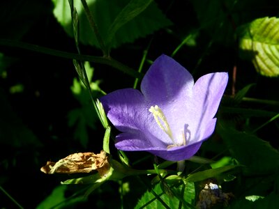 Violet cauliflower bloom photo