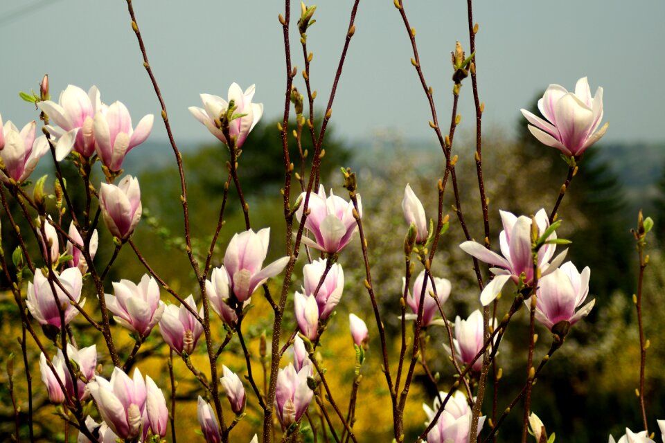 Magnolia flowers spring