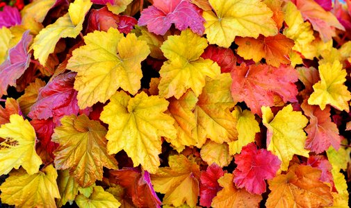 Autumn colours emerge fall color