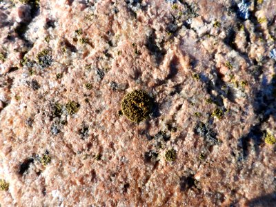 Athallia scopularis 92818916