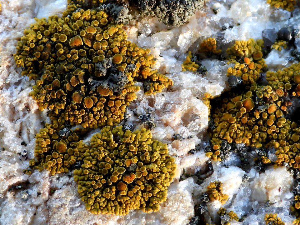 Athallia scopularis 90080982