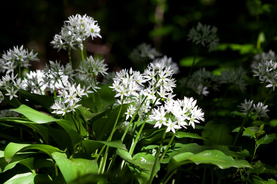Forest wild vegetables plant