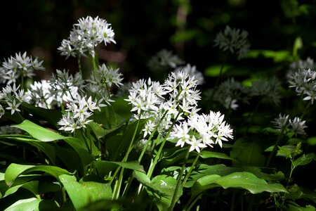 Forest wild vegetables plant