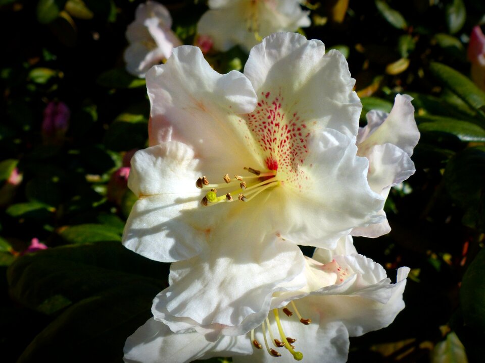 Rhododendron white nature