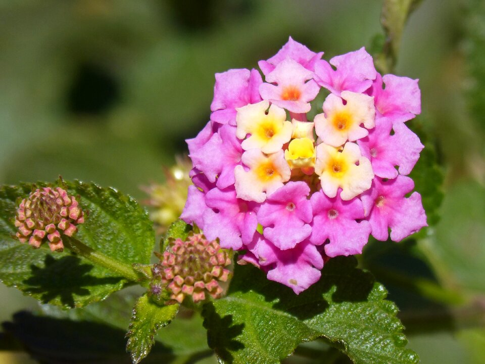 Beauty detail composite flower