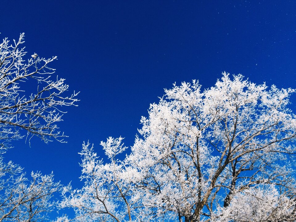 Winter blue frozen photo