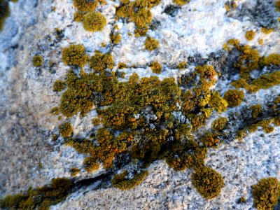 Athallia scopularis 90080966