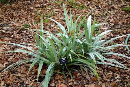 Astelia chathamica - McConnell Arboretum & Botanical Gardens - DSC02983