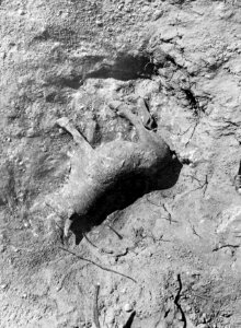 Athenatemplet, no. 152 in situ. Vouni. Galini - SMVK - C00639