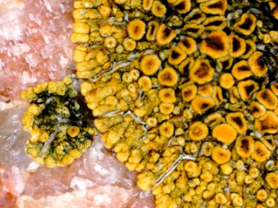 Athallia scopularis 92818892