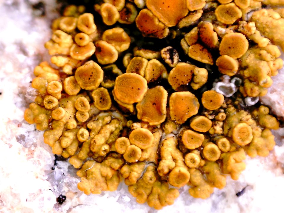 Athallia scopularis 90080917