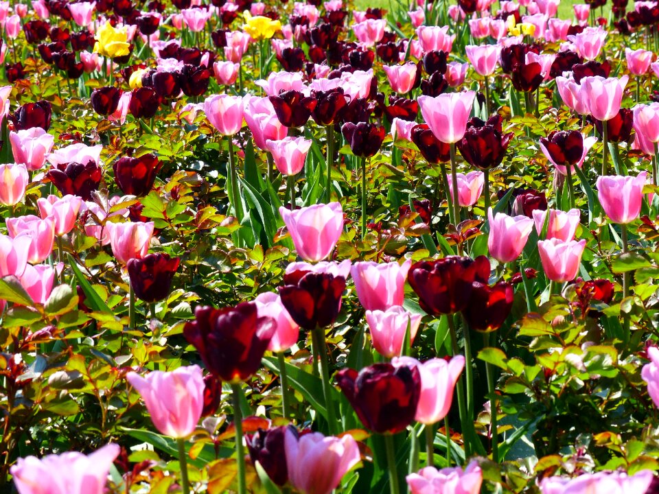 Plant spring red