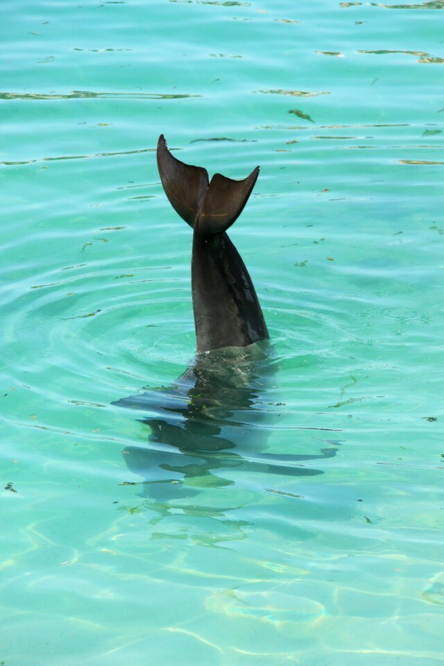 Whale lake fish