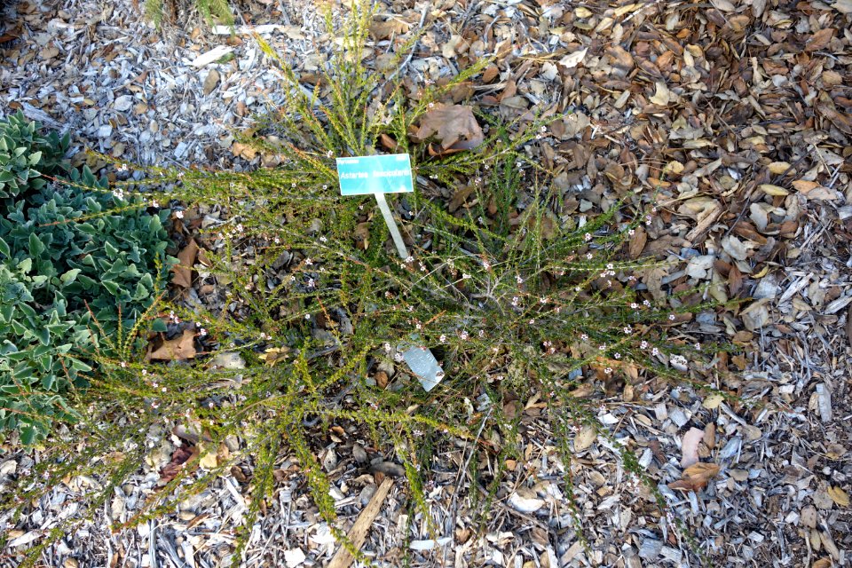 Astartea fascicularis - San Luis Obispo Botanical Garden - DSC05901