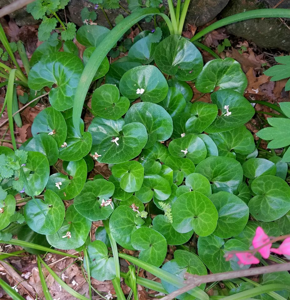 Asarum - Arlington, MA