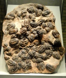Asaphellus species, intact Trilobite fossils, Early Ordovician Period, Dra Valley, Morocco - Royal Ontario Museum - DSC09851