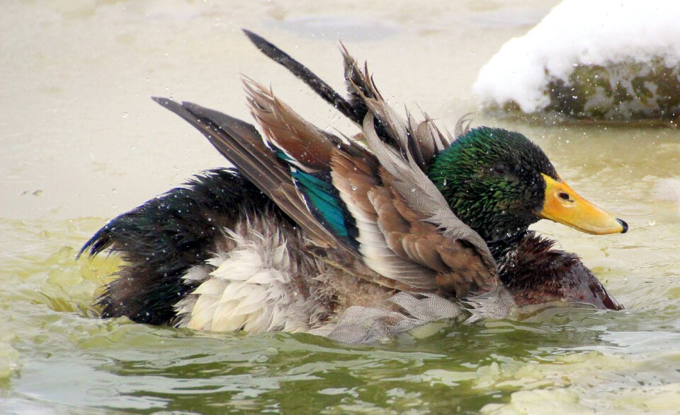 Plumage fluffed up colorful