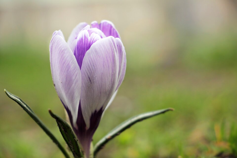 Spring flower purple early bloomer photo