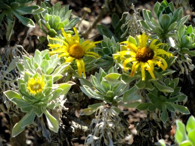 Asteriscus sericeus - Botanischer Garten, Frankfurt am Main - DSC02379