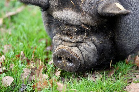 Domestic pig sow thick