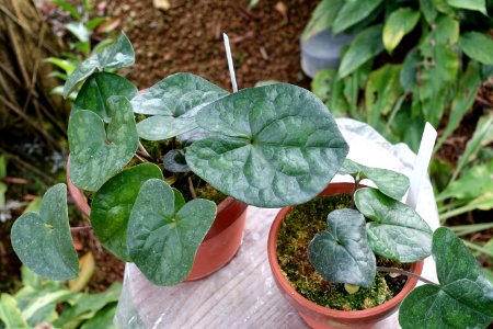 Asarum senkakuinsulare - Shinjuku Gyo-en Greenhouse - Tokyo, Japan - DSC05869
