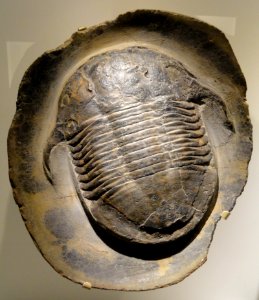 Asaphellus stubbsi, Lower Ordovician, Fezouata Formation, Morocco - Houston Museum of Natural Science - DSC01496