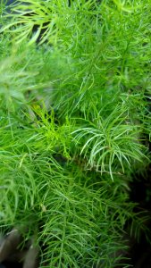 Asparagus densiflorus