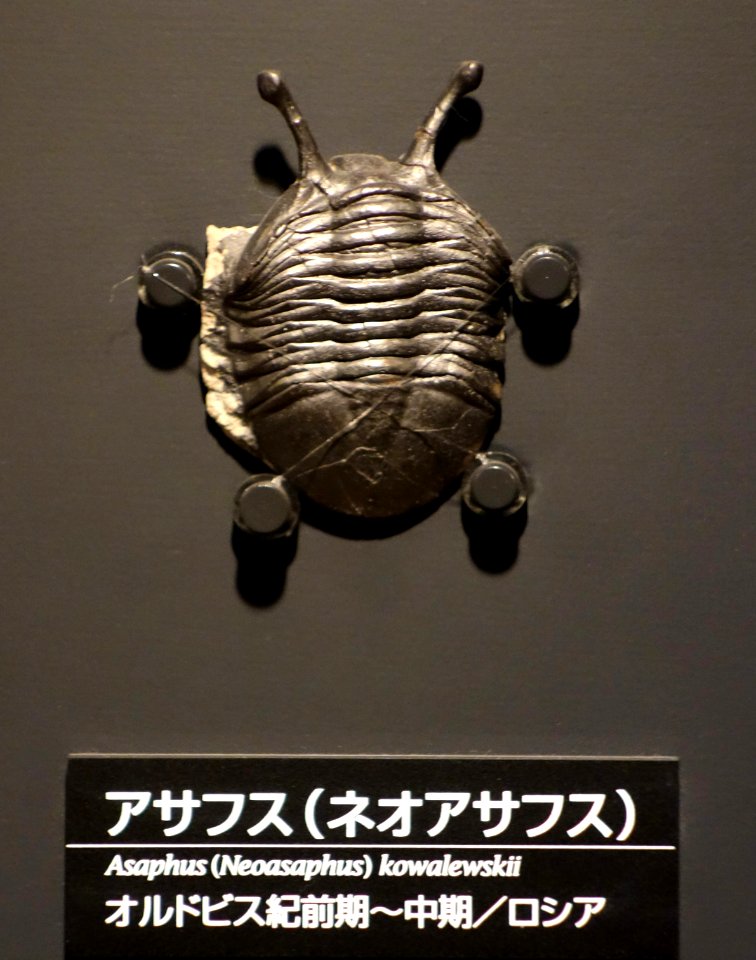 Asaphus (Neoasaphus) kowalewskii - National Museum of Nature and Science, Tokyo - DSC07748