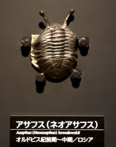 Asaphus (Neoasaphus) kowalewskii - National Museum of Nature and Science, Tokyo - DSC07748